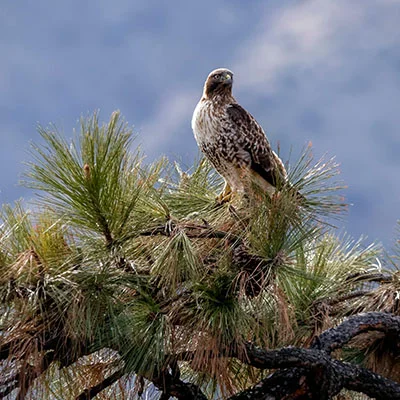 Free VPN Download - 12月27日19.2M/S|免费Singbox节点/SSR节点/Shadowrocket节点/Clash节点/V2ray节点节点推荐，V2ray梯子购买推荐