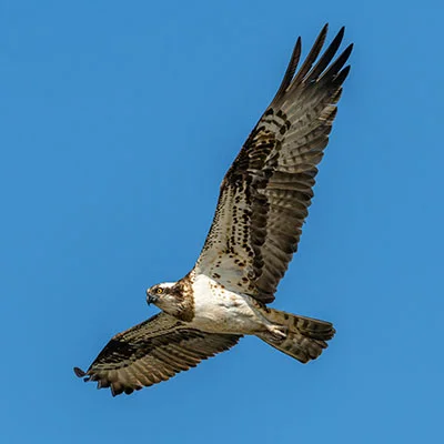 Free VPN Download - 1月22日22.5M/S|免费V2ray节点/Shadowrocket节点/SSR节点/Trojan节点/Singbox节点/Clash节点节点推荐，V2ray梯子购买推荐