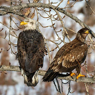 Free VPN Download - 12月24日20.4M/S|免费Clash节点/Singbox节点/Shadowrocket节点/V2ray节点/SSR节点节点推荐，V2ray梯子购买推荐