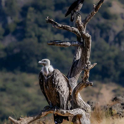 Free VPN Download - 1月28日20.4M/S|免费SSR节点/Singbox节点/Trojan节点/Clash节点/Shadowrocket节点/V2ray节点节点推荐，V2ray梯子购买推荐