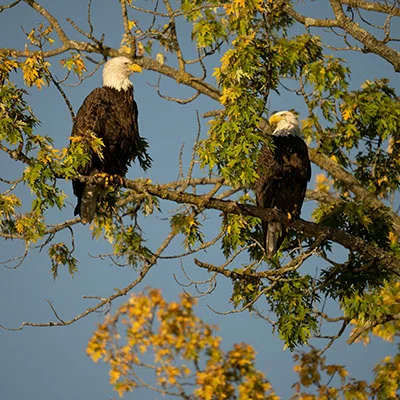 Free VPN Download - 3月11日22.2M/S|免费V2ray节点/Trojan节点/Singbox节点/Clash节点/SSR节点/Shadowrocket节点节点推荐，V2ray梯子购买推荐