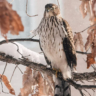 Free VPN Download - 3月27日20M/S|免费Shadowrocket节点/Trojan节点/Clash节点/V2ray节点/SSR节点/Singbox节点节点推荐，V2ray梯子购买推荐