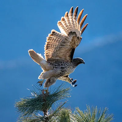 Free VPN Download - 3月19日22.3M/S|免费Singbox节点/V2ray节点/SSR节点/Trojan节点/Shadowrocket节点/Clash节点节点推荐，V2ray梯子购买推荐