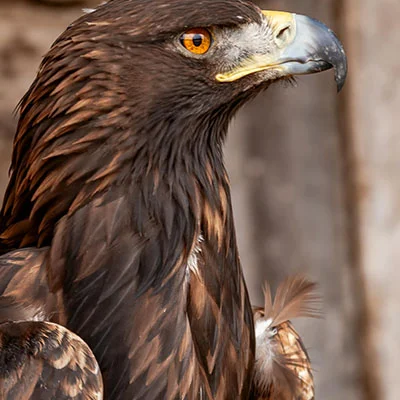 Free VPN Download - 3月25日21M/S|免费Trojan节点/Singbox节点/Clash节点/V2ray节点/SSR节点/Shadowrocket节点节点推荐，V2ray梯子购买推荐