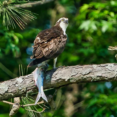 Free VPN Download - 3月23日22.2M/S|免费Trojan节点/V2ray节点/Singbox节点/Shadowrocket节点/SSR节点/Clash节点节点推荐，V2ray梯子购买推荐