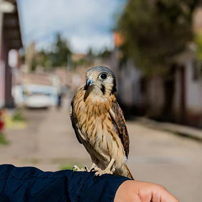 Free VPN Download - 2月20日20.1M/S|免费Clash节点/Shadowrocket节点/Trojan节点/V2ray节点/SSR节点/Singbox节点节点推荐，V2ray梯子购买推荐