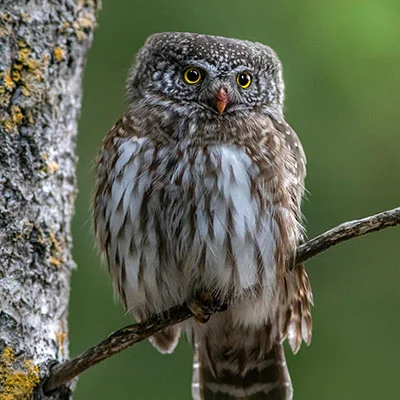 Free VPN Download - 1月26日20.2M/S|免费V2ray节点/Singbox节点/Trojan节点/SSR节点/Shadowrocket节点/Clash节点节点推荐，V2ray梯子购买推荐