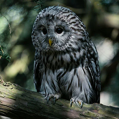 Free VPN Download - 1月29日22.6M/S|免费SSR节点/Clash节点/Shadowrocket节点/Trojan节点/Singbox节点/V2ray节点节点推荐，V2ray梯子购买推荐