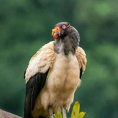 Free VPN Download - 3月16日22.3M/S|免费Singbox节点/V2ray节点/Trojan节点/Shadowrocket节点/SSR节点/Clash节点节点推荐，V2ray梯子购买推荐