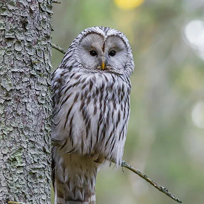 Free VPN Download - 3月22日21.1M/S|免费Shadowrocket节点/Singbox节点/SSR节点/V2ray节点/Clash节点/Trojan节点节点推荐，V2ray梯子购买推荐